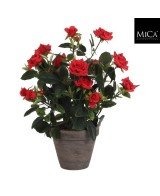 ROSAL ROJO 11.5X33CM EN MACETA