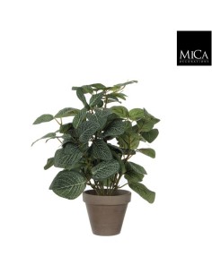 PILEA VERDE EN MACETA D11.5 H35XD25CM