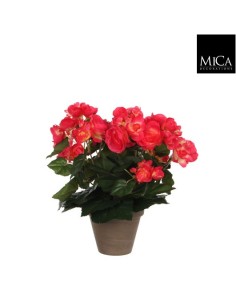 BEGONIA ROSA 11.50X30CM EN MACETA