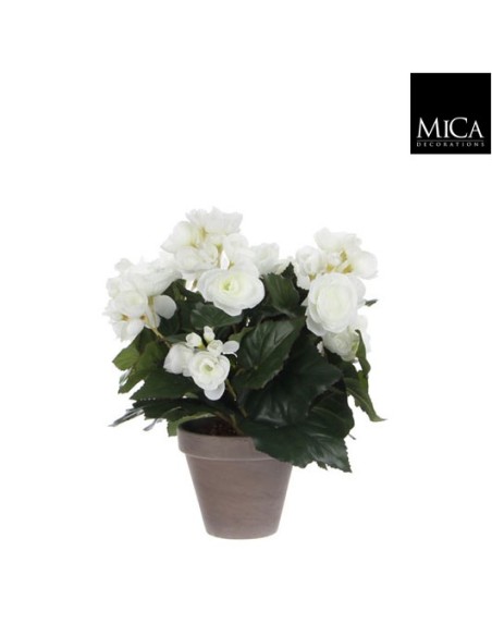 BEGONIA BLANCA EN MACETA D11.5 H30XD25CM