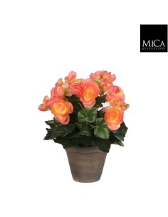 BEGONIA SALMON 11.5X30CM EN MACETA