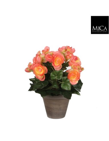 BEGONIA SALMON 11.5X30CM EN MACETA