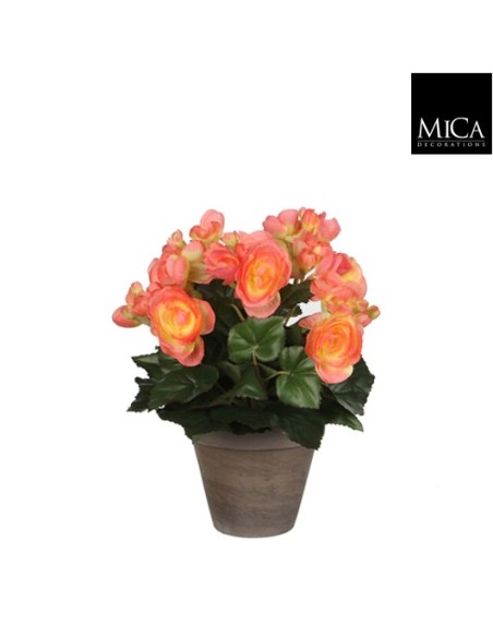 BEGONIA SALMON 11.5X30CM EN MACETA