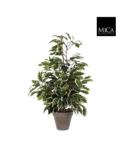FICUS EXOTICA VERDE VARIEGATA EN MACETA D13,5XH6CM