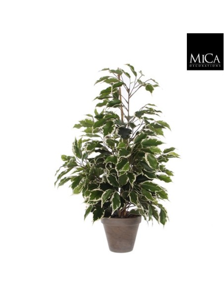 FICUS EXOTICA VERDE VARIEGATA EN MACETA D13,5XH6CM