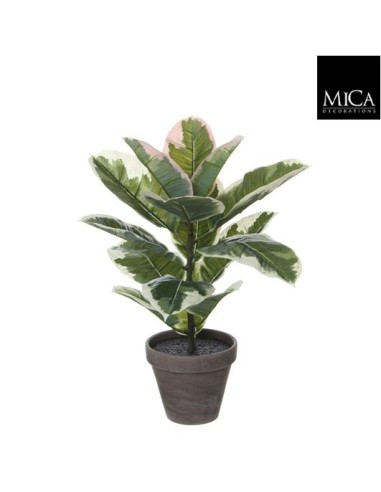 RUBBER PLANT VERDE VARIEGATA D13.5H47