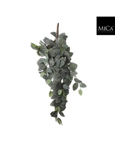 FITTONIA COLGANTE  15CM