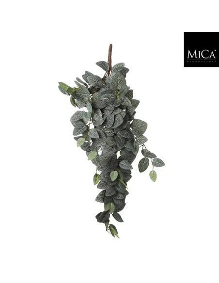 FITTONIA COLGANTE  15CM