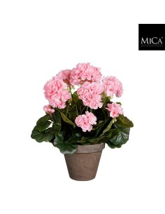 GERANIO ROSA C. EN MACETA D15.5CM H14XD27CM