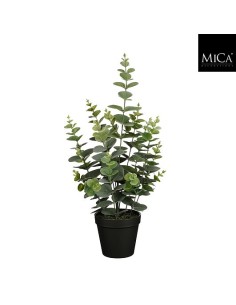 EUCALYPTUS EN MACETA H53XD23CM