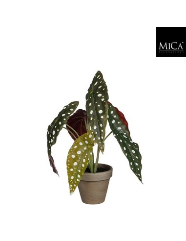 BEGONIA MACULATA EN MACETA D9CM H28XD21CM