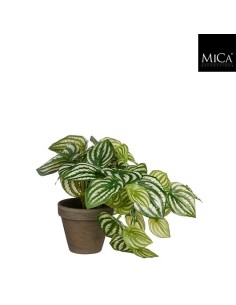 PEPEROMIA VERDE EN MACETA D9CM H20XD20CM