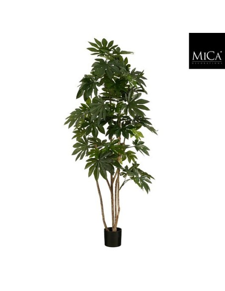 FATSIA EN MACERA H215XD110CM