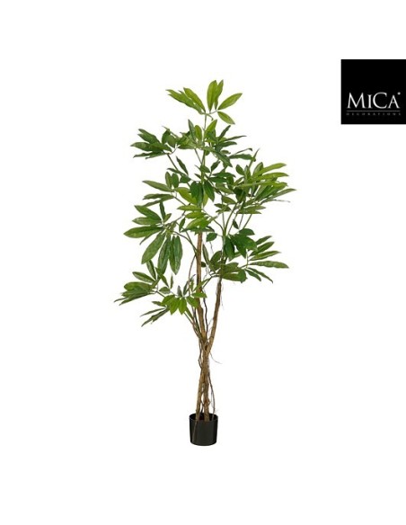 PHILODENDRON EN MACETA H180XD80CM