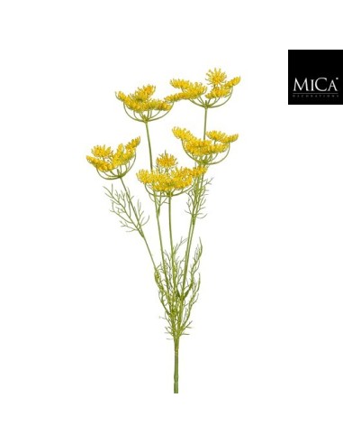 DAUCUS CAROTA AMARILLA I81CM