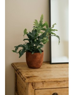 MACETA LOTUS 14X13CM TOFFE