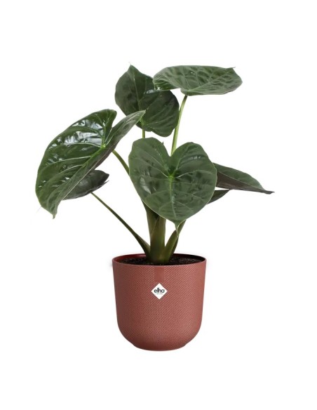 MACETA JAZZ 23CM ROJO