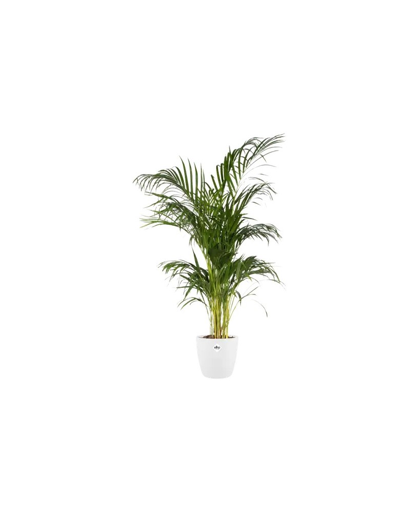 Maceta Brussel Red 16 cm Blanca  Elegante, Resistente y Versátil para Plantas | Endanea Garden