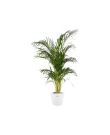 Maceta Brussel Red 16 cm Blanca  Elegante, Resistente y Versátil para Plantas | Endanea Garden