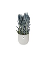 MACETA VIBES FOLD REDONDA 14CM BLANCO LINO