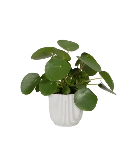 MACETA VIBES FOLD REDONDA 14CM BLANCO LINO