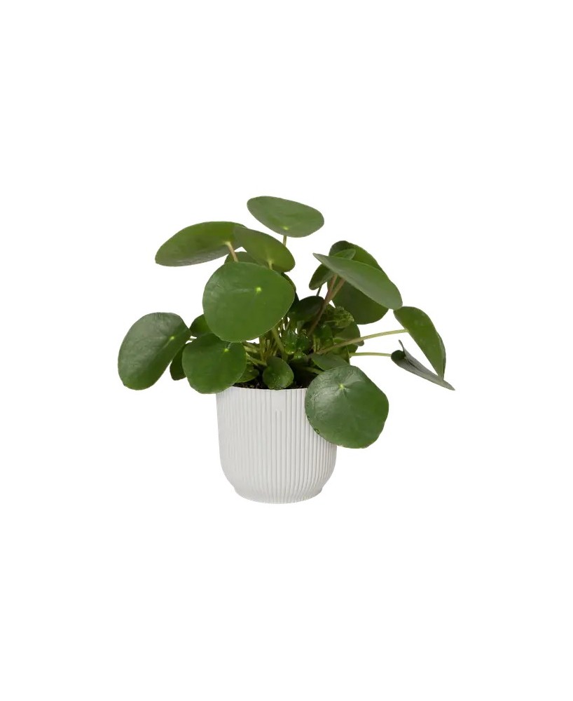 MACETA VIBES FOLD REDONDA 14CM BLANCO LINO