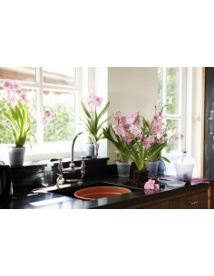 Plato G.B. Orquídea Transparente 10 cm - Protección y Estilo para tus Plantas | Endanea Garden 2