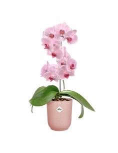 Maceta Vibes Orchid High 12.5CM Rosa  Elegancia para Orquídeas y Plantas de Interior | Endanea Garden

 2