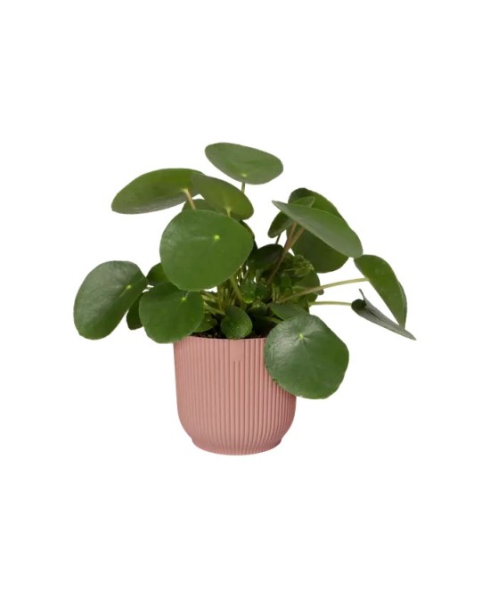 Maceta Vibes Fold Round Mini 22 cm Rosa  Diseño Moderno y Compacto para Decorar tu Espacio | Endanea Garden
