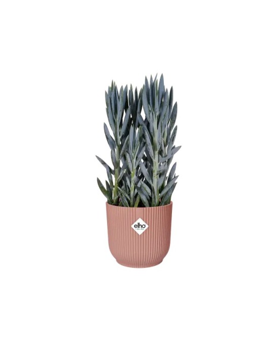 Maceta Vibes Fold Round Rosa 16 cm  Diseño Moderno y Funcional para Plantas | Endanea Garden