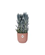 Maceta Vibes Fold Round Rosa 16 cm  Diseño Moderno y Funcional para Plantas | Endanea Garden