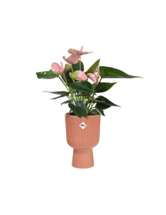 Maceta Vibes Fold Coupe Rosa 14 cm  Elegancia y Funcionalidad | Endanea Garden

 2