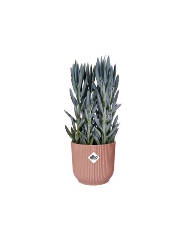 Maceta Vibes Fold Round 14 cm Rosa  Elegante y Moderna para Plantas Pequeñas | Endanea Garden
