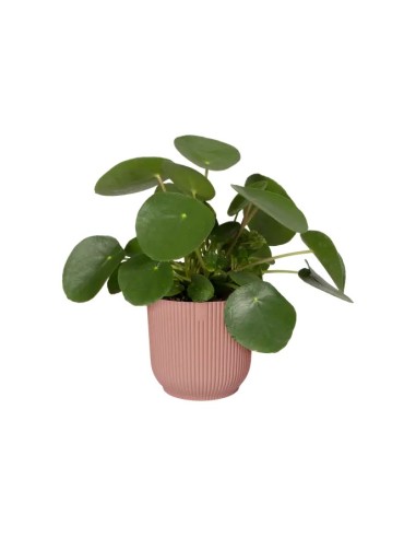 Maceta Vibes Fold Round 14 cm Rosa  Elegante y Moderna para Plantas Pequeñas | Endanea Garden