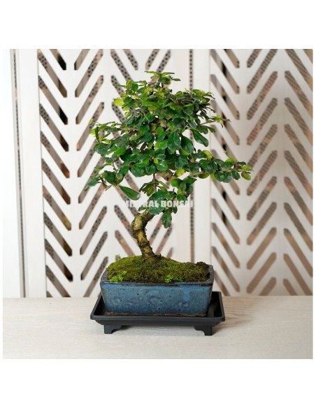 Plato Bonsái Plástico 14.5x10x2.5cm Mistral | Accesorio para Bonsáis en Endanea Garden

