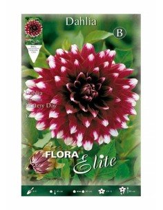 BULBO DALIA DECORATIVA MISTERY DAY