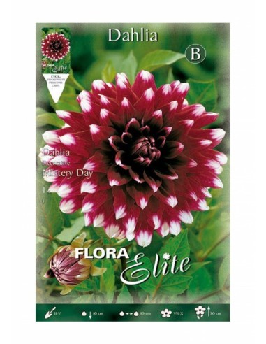 BULBO DALIA DECORATIVA MISTERY DAY