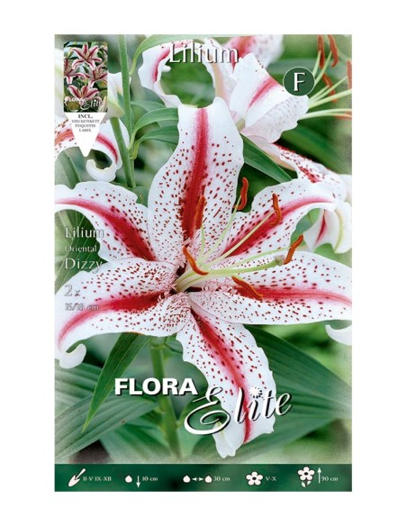 BULBO LILIUM ORIENTAL DIZZY ELITE