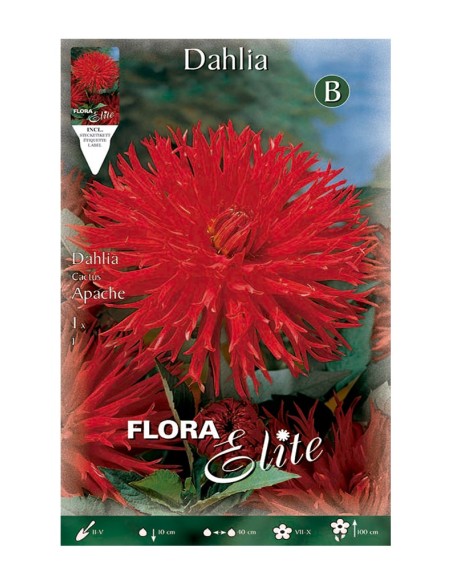 BULBO DALIA CACTUS ROJO ESCAR.