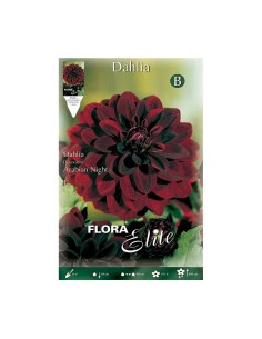 BULBO DAHLIA DECORATIVA ARABIAN NIGHT BATLLE