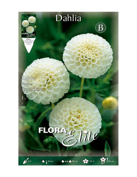 BULBO DAHLIA POM POM SNOWY LAKE BATLLE
