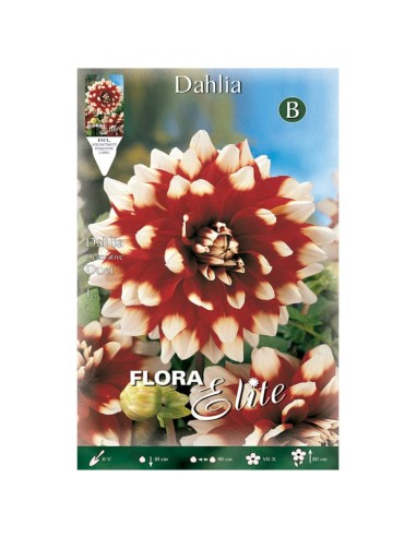 BULBO DALIA DECORATIVA DUET