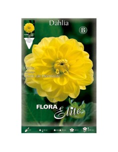 BULBO DAHLIA DECORATIVA GLORIE VAN HEEMSTEDE BATLLE