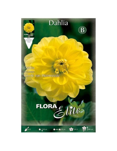 BULBO DAHLIA DECORATIVA GLORIE VAN HEEMSTEDE BATLLE