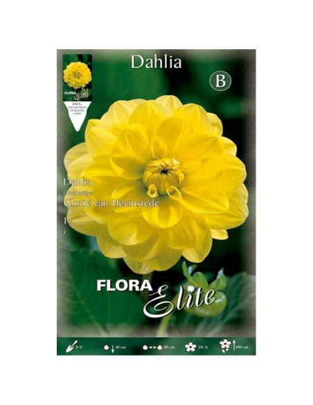 BULBO DAHLIA DECORATIVA GLORIE VAN HEEMSTEDE BATLLE