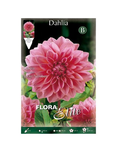 BULBO DAHLIA DECORATIVA LUCKY NUMBER BATLLE