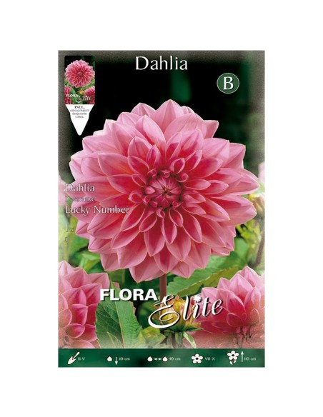 BULBO DAHLIA DECORATIVA LUCKY NUMBER BATLLE