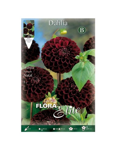 BULBO DALIA POM POM NEGRA ELITE