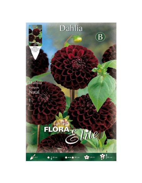 BULBO DALIA POM POM NEGRA ELITE
