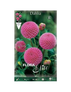 BULBO DAHLIA POM POM FRANZ KAFKA BATLLE